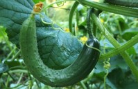 usaha tanaman, tanaman yang menguntungkan, tanaman yang mudah ditanam, tanaman yang cepat berhasil, bisnis tanaman, buah mentimun, sayur mentimun, mentimun, timun