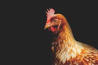 harga bibit ayam petelur, bibit ayam petelur, bibit ayam, ayam petelur, harga ayam petelur, ayam petelur, ayam