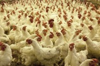 kandang ayam, kandang ayam broiler, kandang broiler, kandang broiler kapasitas 5000 ekor, ternak ayam broiler, usaha ternak ayam broiler
